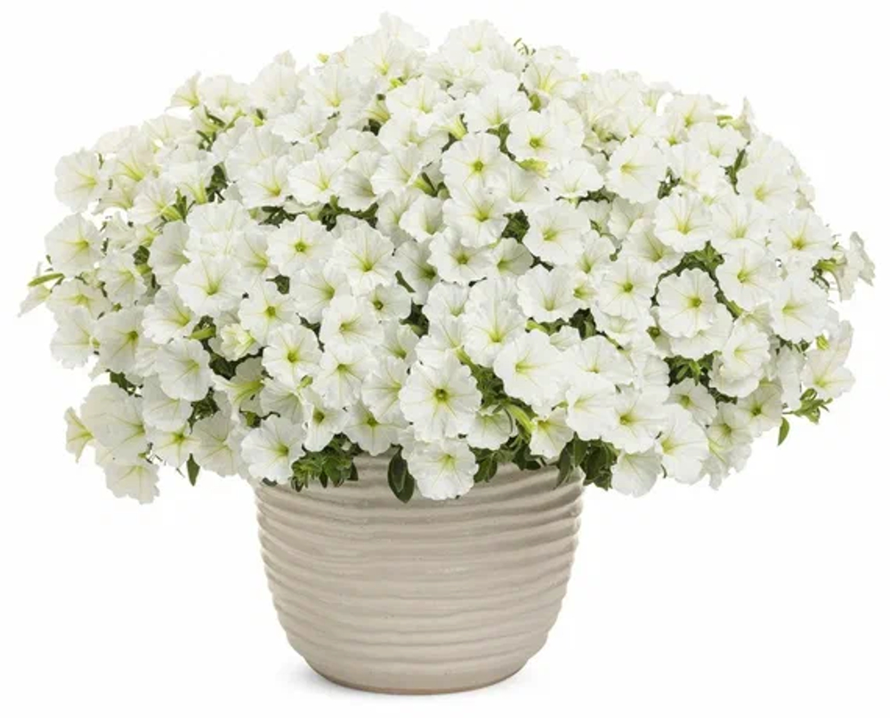 Петуния Petunia Vista Snowdrift ЕВРО укорененный черенок ЯНВАРЬ 27 поставка 12