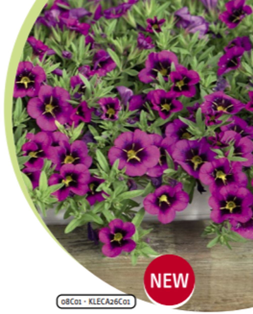 ЕВРО НОВИНКА Калибрахоа Purple Samoa (Selecta) укоренный черенок начало января поставка 8