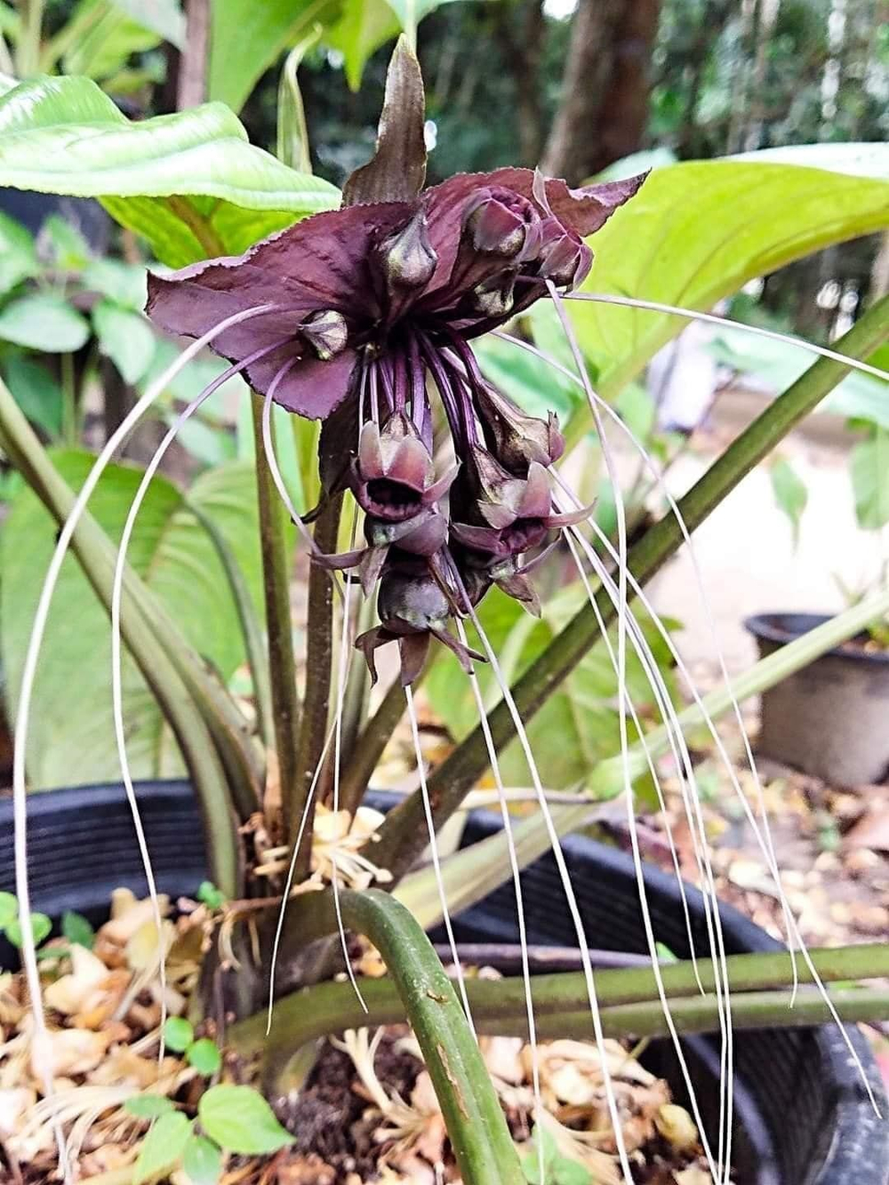 Такка Зеленая (Летучая Мышь) Tacca integrifolia корневище