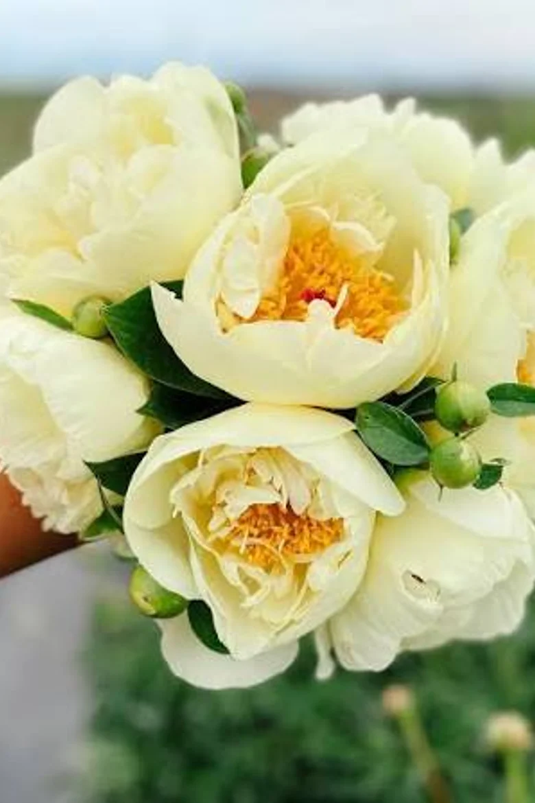 Paeo Lemon Chiffon 3/5. почек