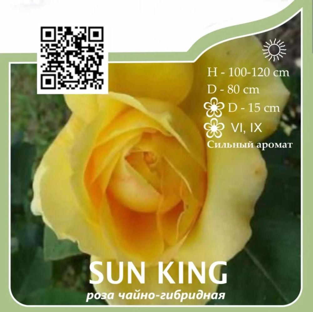 Роза чайно-гибридная "Sun King"