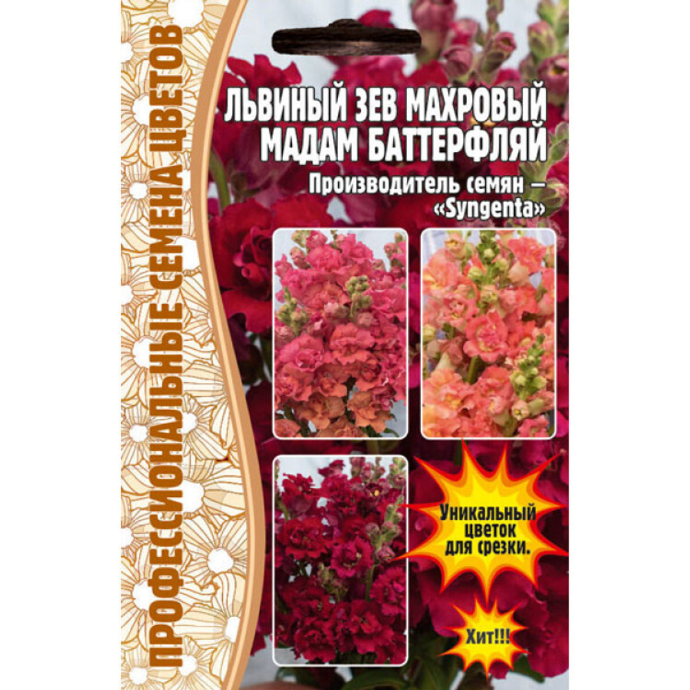 Львиный зев Мадам Баттерфляй