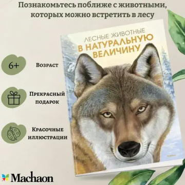 Лесные животные в натуральную величину