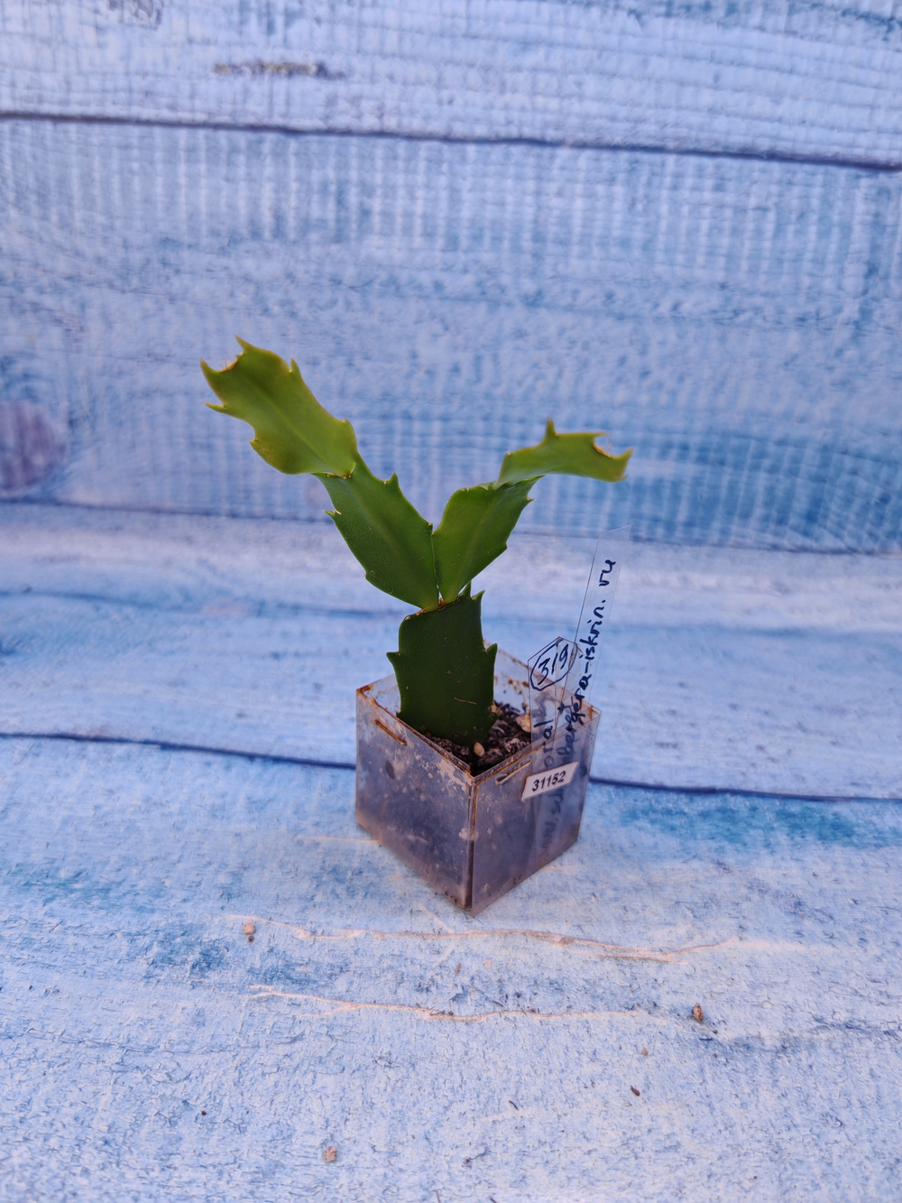 Schlumbergera cv. Floral Bouqet (Шлюмбергера)