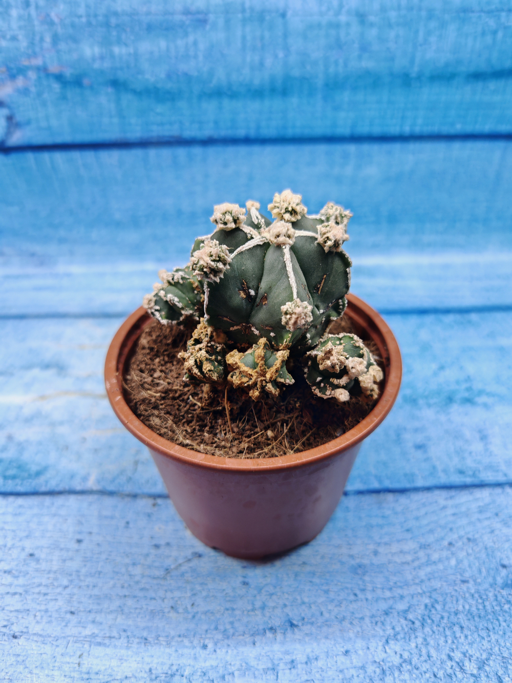 Astrophytum Myriostigma "Hakujo Fukuryu" (Астрофитум)