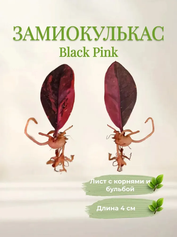 Замиокулькас Блек Пинк (Black Pink) лист c корнями и бульбой 1 штука 4 см