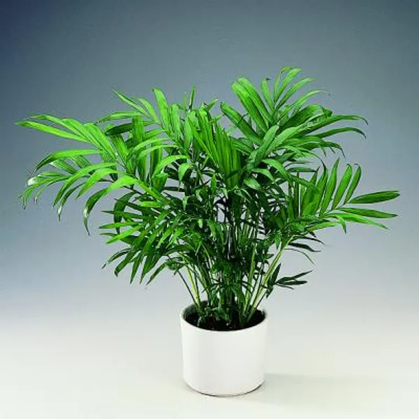 Хамедорея Изящная (Chamaedorea Elegans)