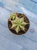 Euphorbia meloformis f. Variegated (Эуфорбия вариегатная)
