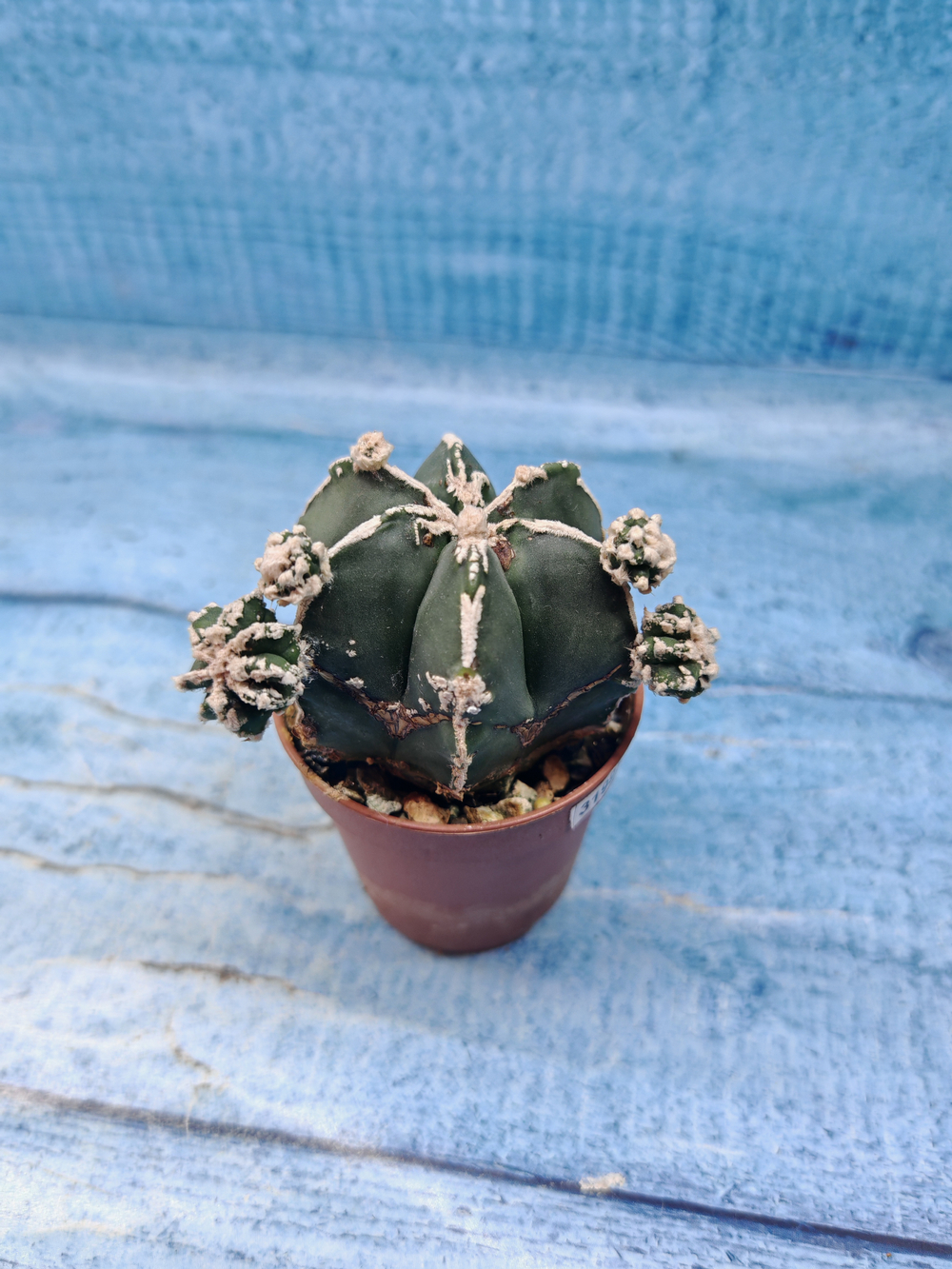 Astrophytum Myriostigma "Hakujo Fukuryu" (Астрофитум)