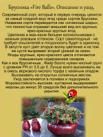 Брусника Фаер Боллс ремонтантная сладкая