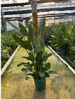 Strelitzia reginae д 32