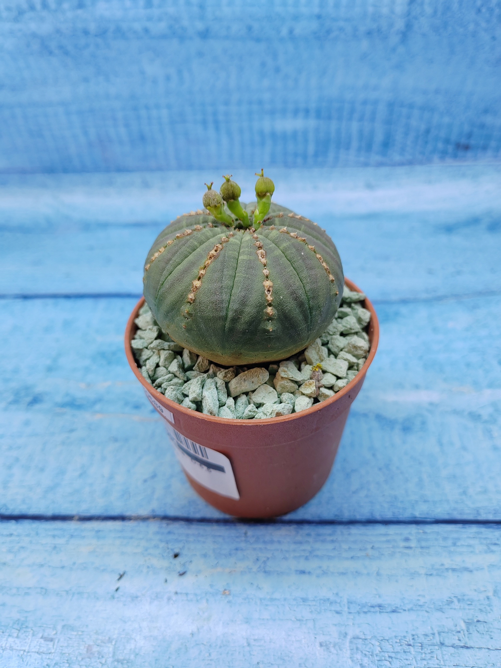 Euphorbia Obesa (Эуфорбия)