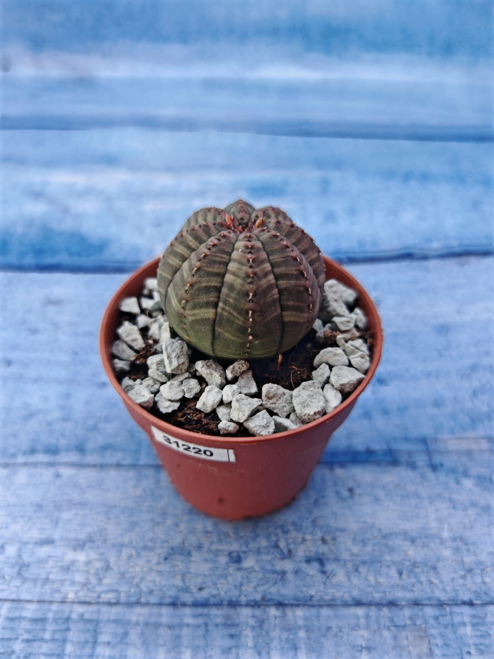 Суккулент Euphorbia Obesa (Эуфорбия)