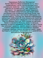Молодило гигантское каменная роза многолетник