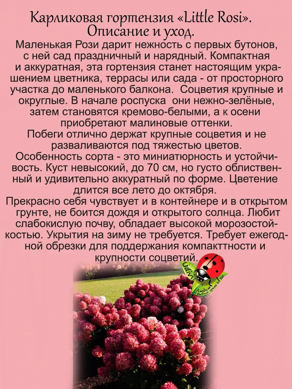 Гортензия Маленькая Рози карликовая Литл Рози метельчатая