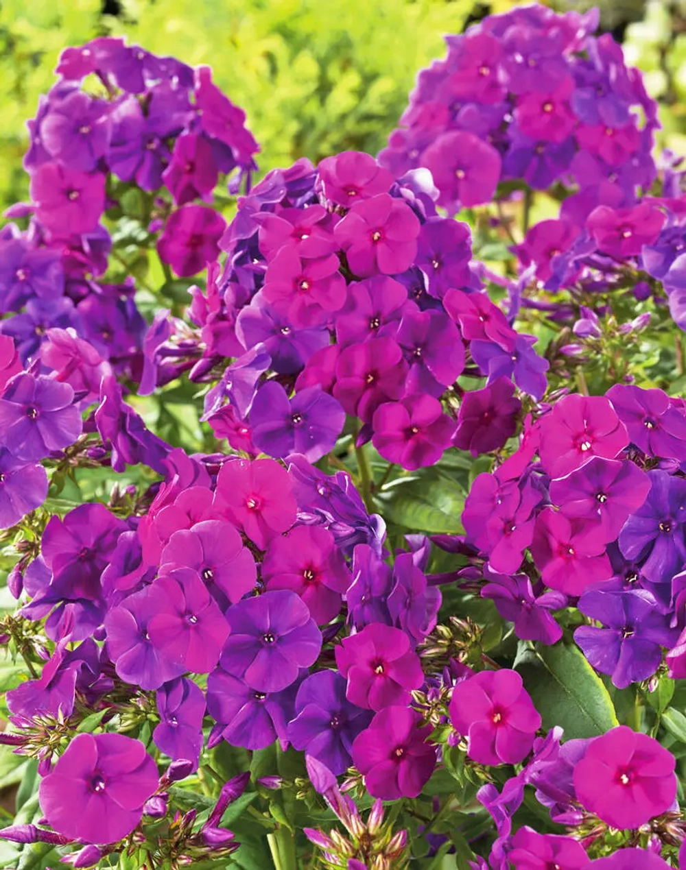 Флокс "НИКОЛЬСКИЙ"