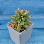 Echeveria Mini Belle variegata (Эхеверия)