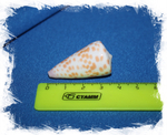 Конус тессилатус (Conus tessulatus)