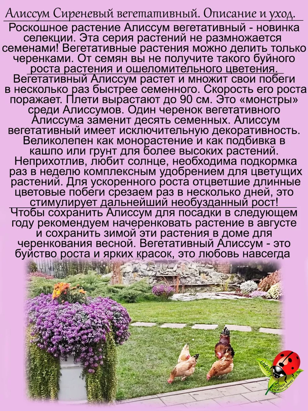 Алиссум вегетативный Люсия Лаванда розовый Lucia Lavаnder