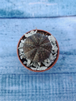 Суккулент Euphorbia Obesa (Эуфорбия)