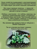 Живучка Принцесса Лея аюга многолетник