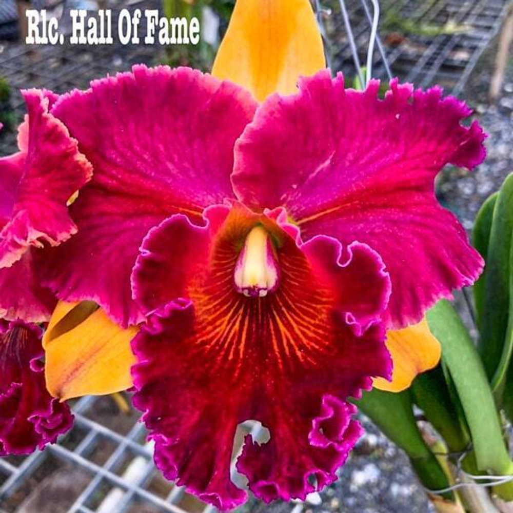 Орхидея ринхолелиокаттлея RLC. HALL OF FAME N1