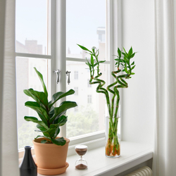 IKEA DRACAENA  (ИКЕА ДРАСАЕНА)  -  Растение - Счастливый бамбук/Спираль 45 см