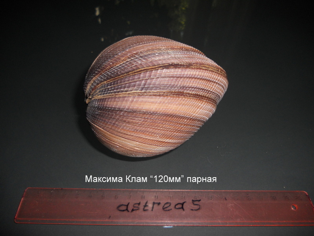 Максима Клам "112мм" парная