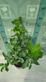 Лайм Кафрский