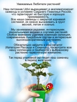Пеларгония Юг Медовый спас розебудная