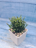 Rhipsalis Hatiora (Рипсалис)