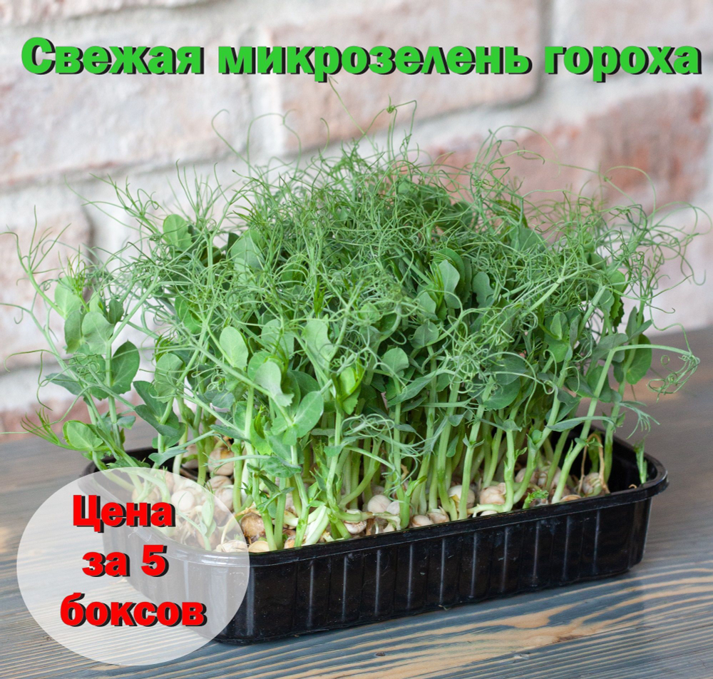 Свежая микрозелень гороха / 4 бокса / суперфуд