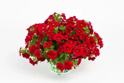 Калибрахоа Calitastic Bright red