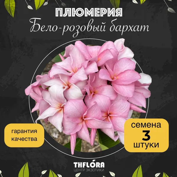 Плюмерия "Бело-розовый бархат" — семена, 3 шт.