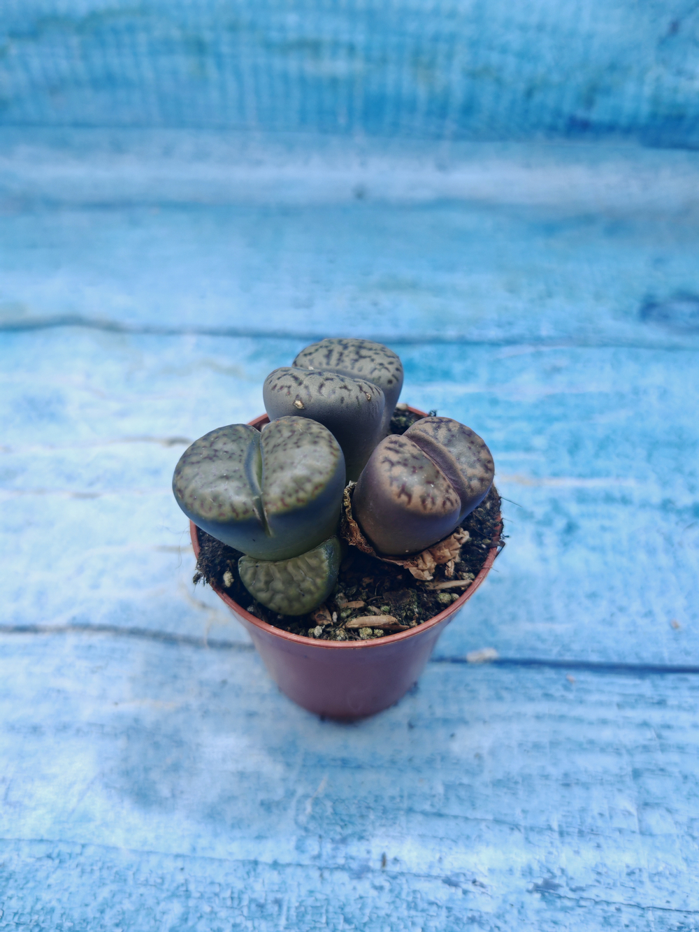 Lithops sp. (Литопсы)