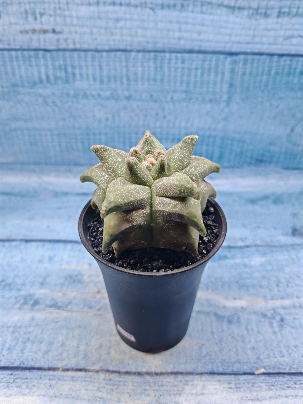 Astrophytum Myriostigma monstrosa (Астрофитум)