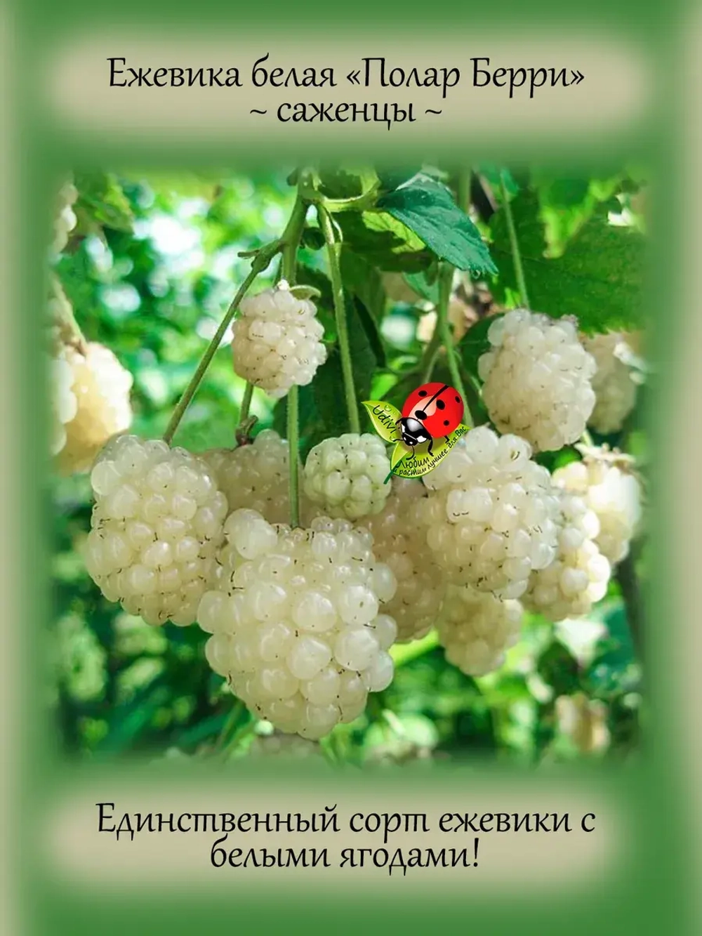 Ежевика белая Полар Берри