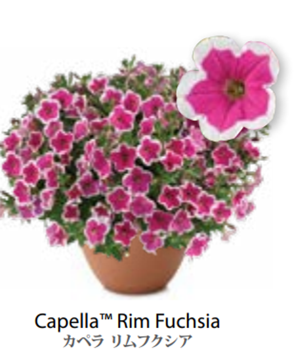 ЕВРО Петуния CAPELLA Rim Fuchsia ЕВРО укорененный черенок начало января поставка 9