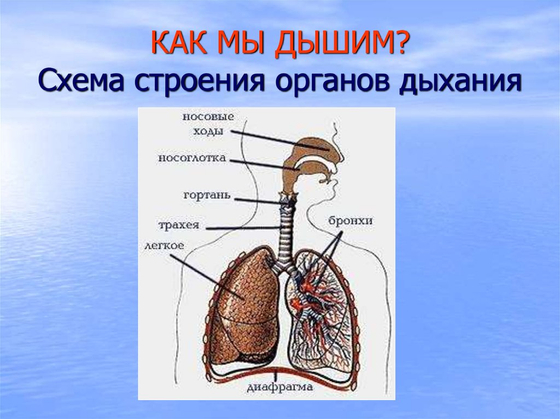 Модель "Система органов дыхания"
