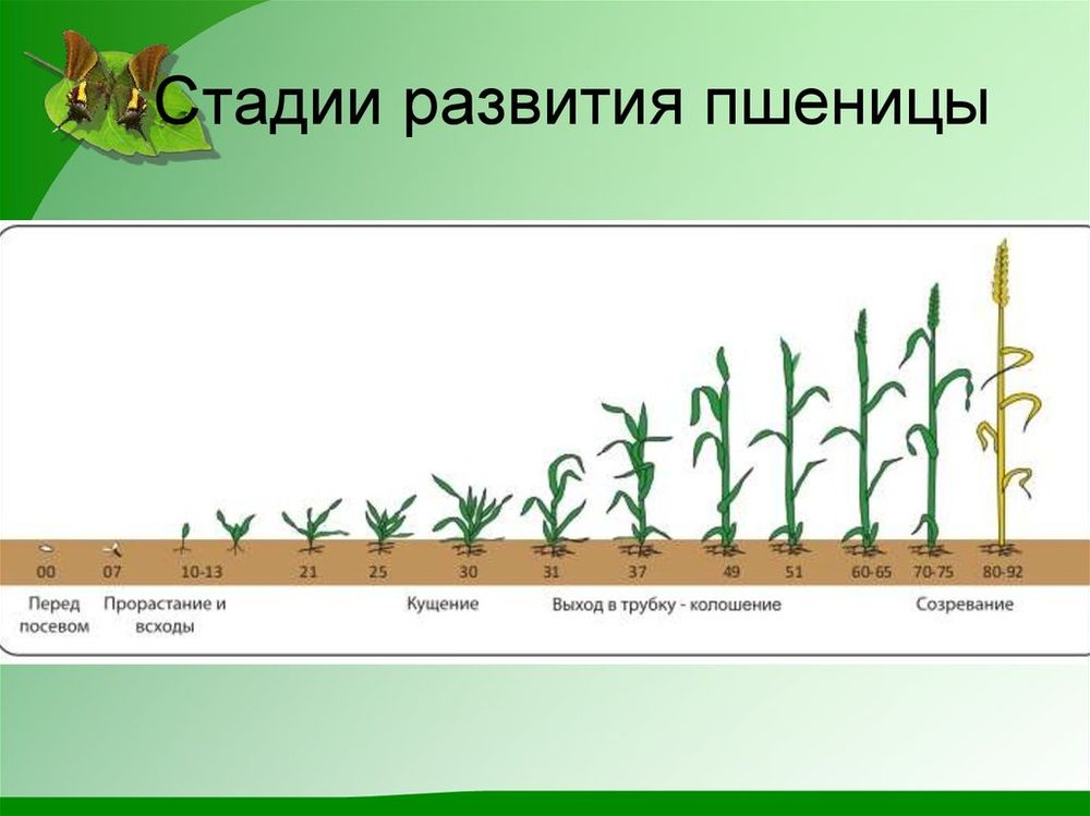 Коллекция Развитие пшеницы в акриле — купить по ФГОС | Учебный стандарт