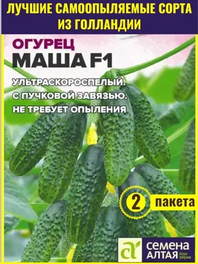 Семена огурцов Маша F1