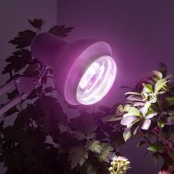 Фитолампа для растений светодиодная ЭРА FITO-15W-Ra90-E27 полного спектра 15 Вт Е27 | Фитолампы Е27