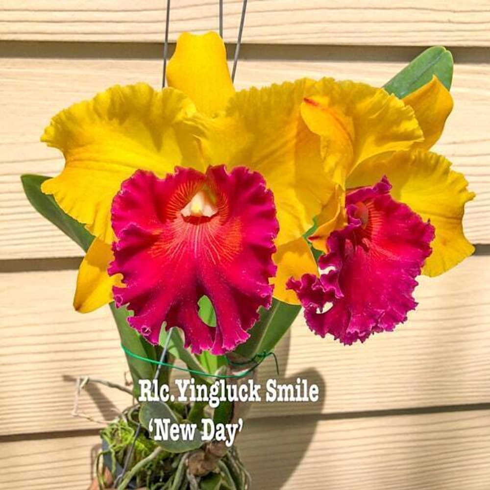 Орхидея ринхолелиокаттлея RLC. YINGLUCK SMILE NEW DAY