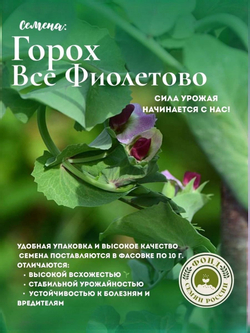 Горох Овощной, Все фиолетово, семена, 10 гр.