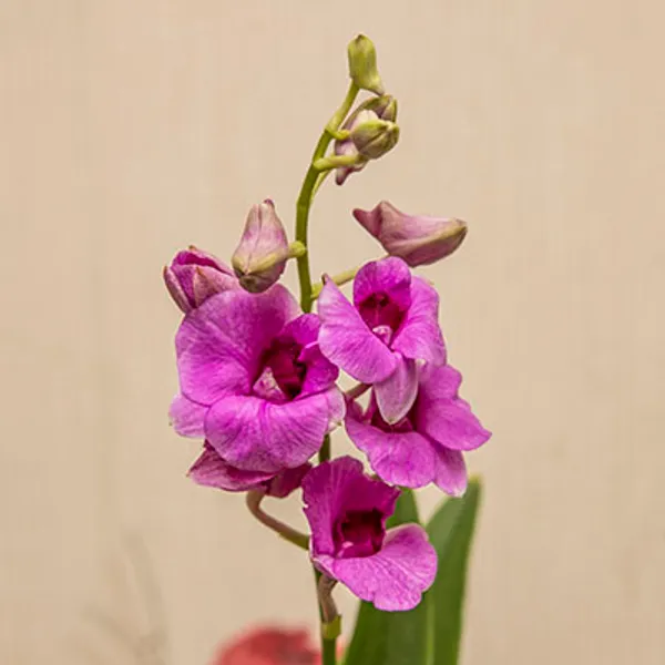 Дендробиум-Фаленопсис (Dendrobium Phalaenopsis) 4942