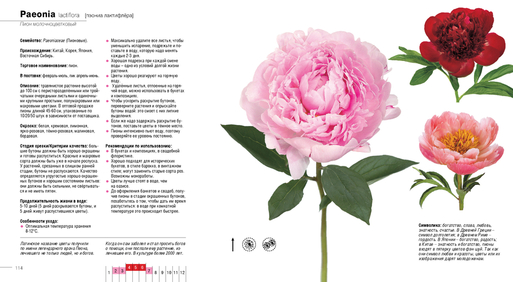 Цветы в срезке от A до Z. Часть 2 (H-Z). Каталог-справочник