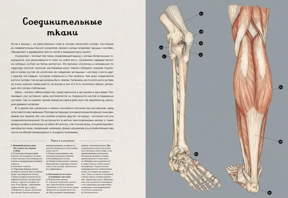 Энциклопедия Анатомикум