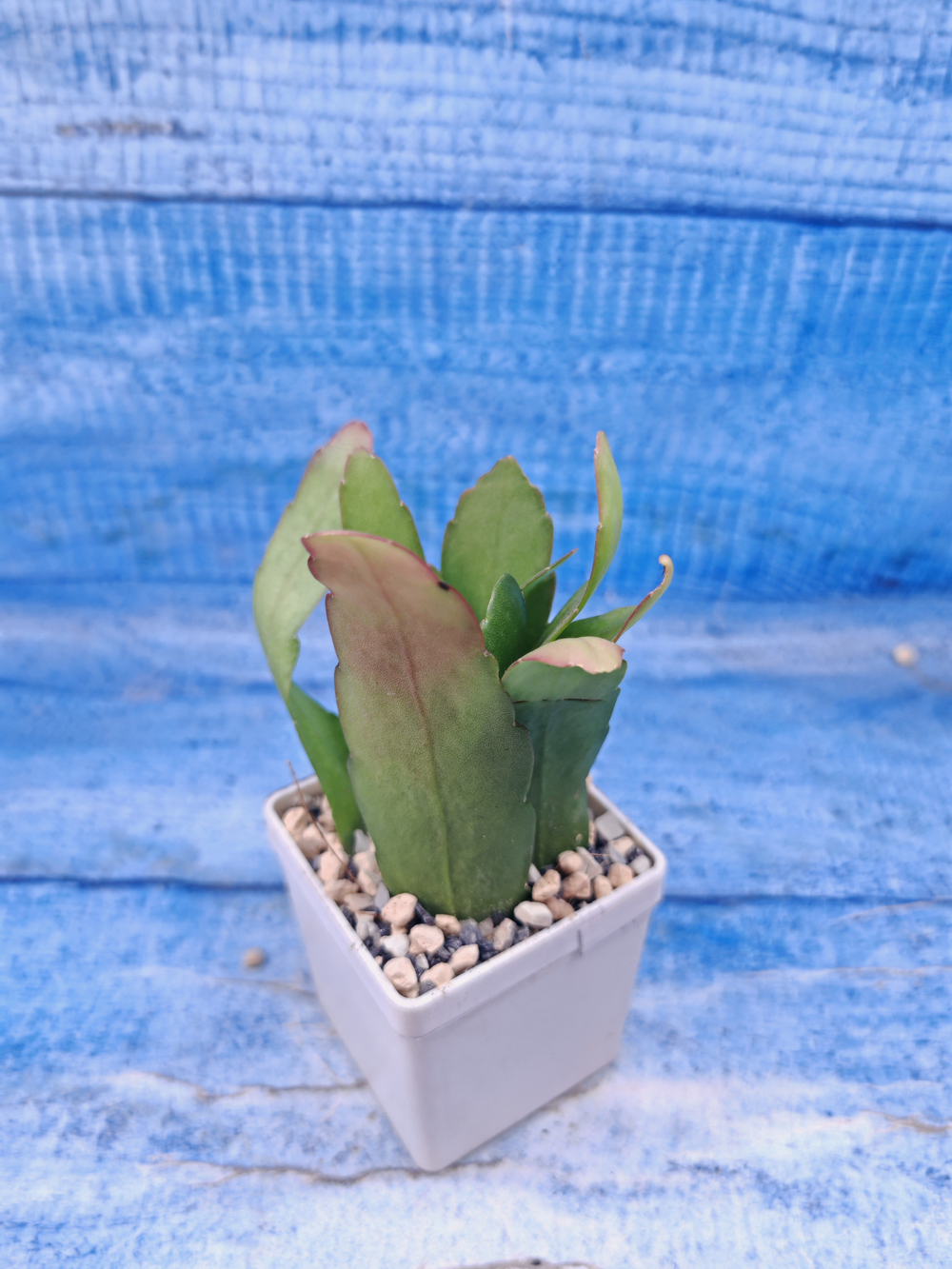 Rhipsalis Crispata (Рипсалис)