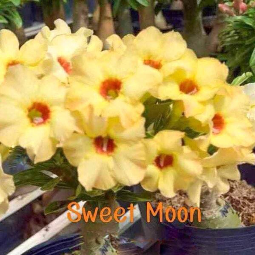 Адениум SWEET MOON