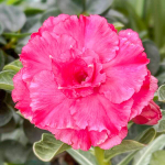 Адениум PINK RUNG RUEDEE (W22)